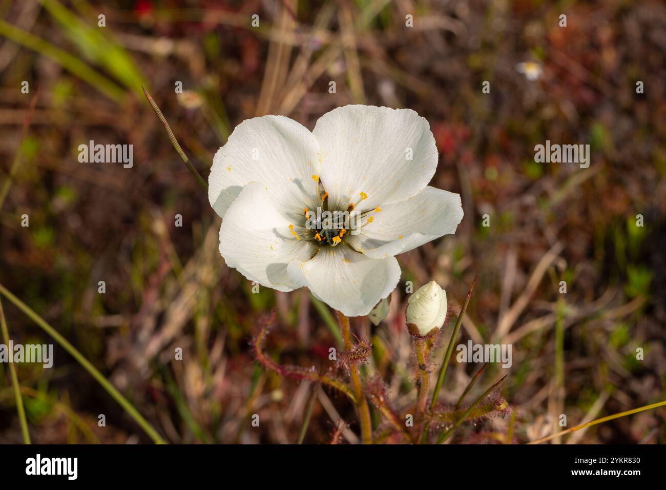 Coléoptère de singe vert dans une fleur blanche de la plante carnivore Drosera cistiflora, prise près de Darling dans le Cap occidental de l'Afrique du Sud Banque D'Images