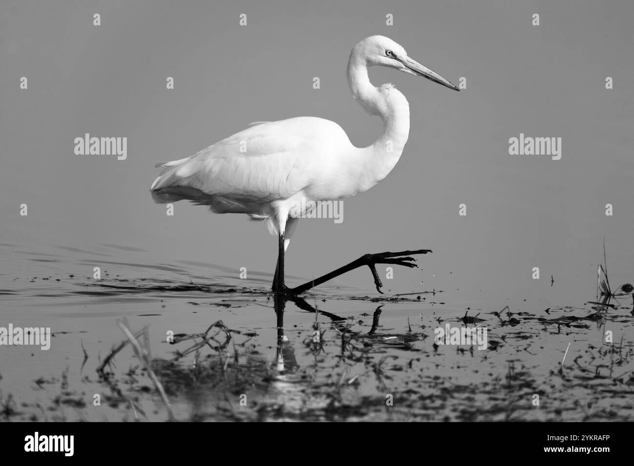 Image monochrome, noir et blanc d'une Grande aigrette (Ardea alba) marchant dans l'eau avec un pied levé. Banque D'Images