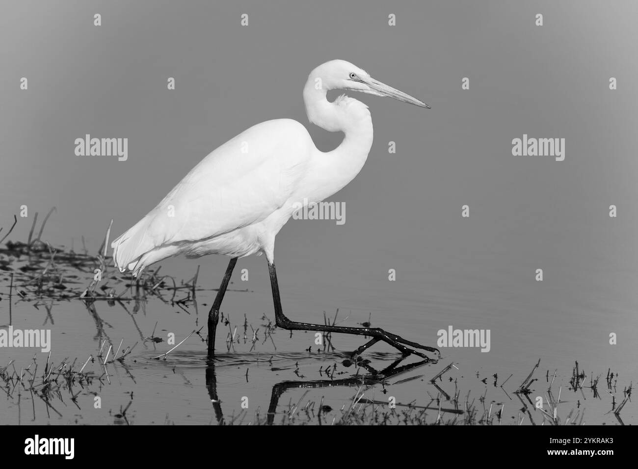 Image monochrome, noir et blanc d'une Grande aigrette (Ardea alba) marchant dans l'eau avec un pied levé. Banque D'Images