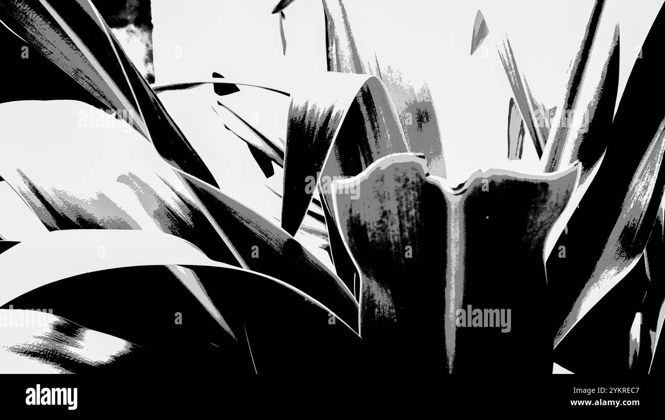 Nature abstraite, fleurs de lis à contraste élevé feuilles prises sur fond naturel sombre. Image de stock nature en noir et blanc, Howrah, Bengale occidental, Indi Banque D'Images