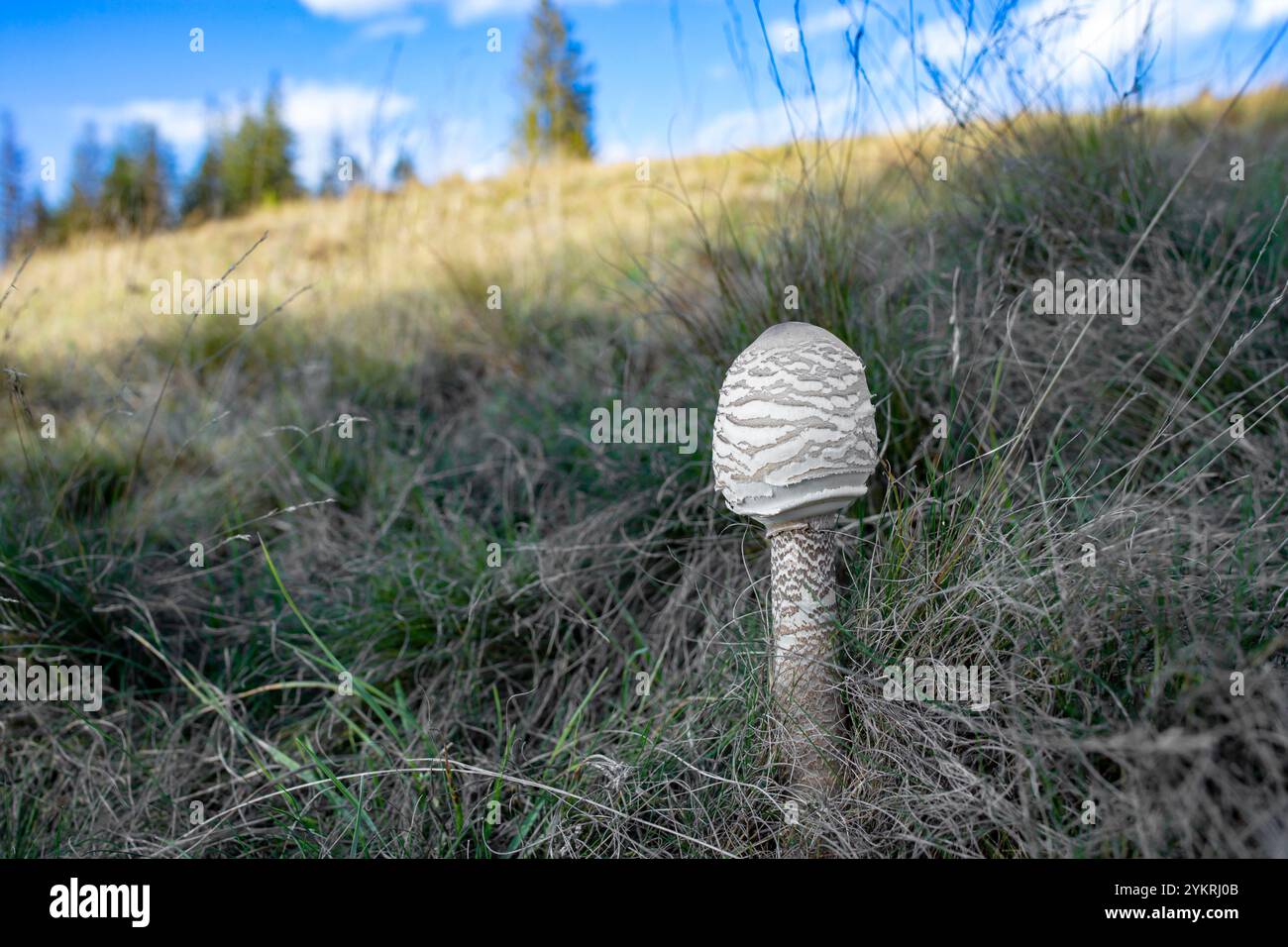 Champignon Chlorophyllum brunneum dans la nature sauvage, soft focus Banque D'Images