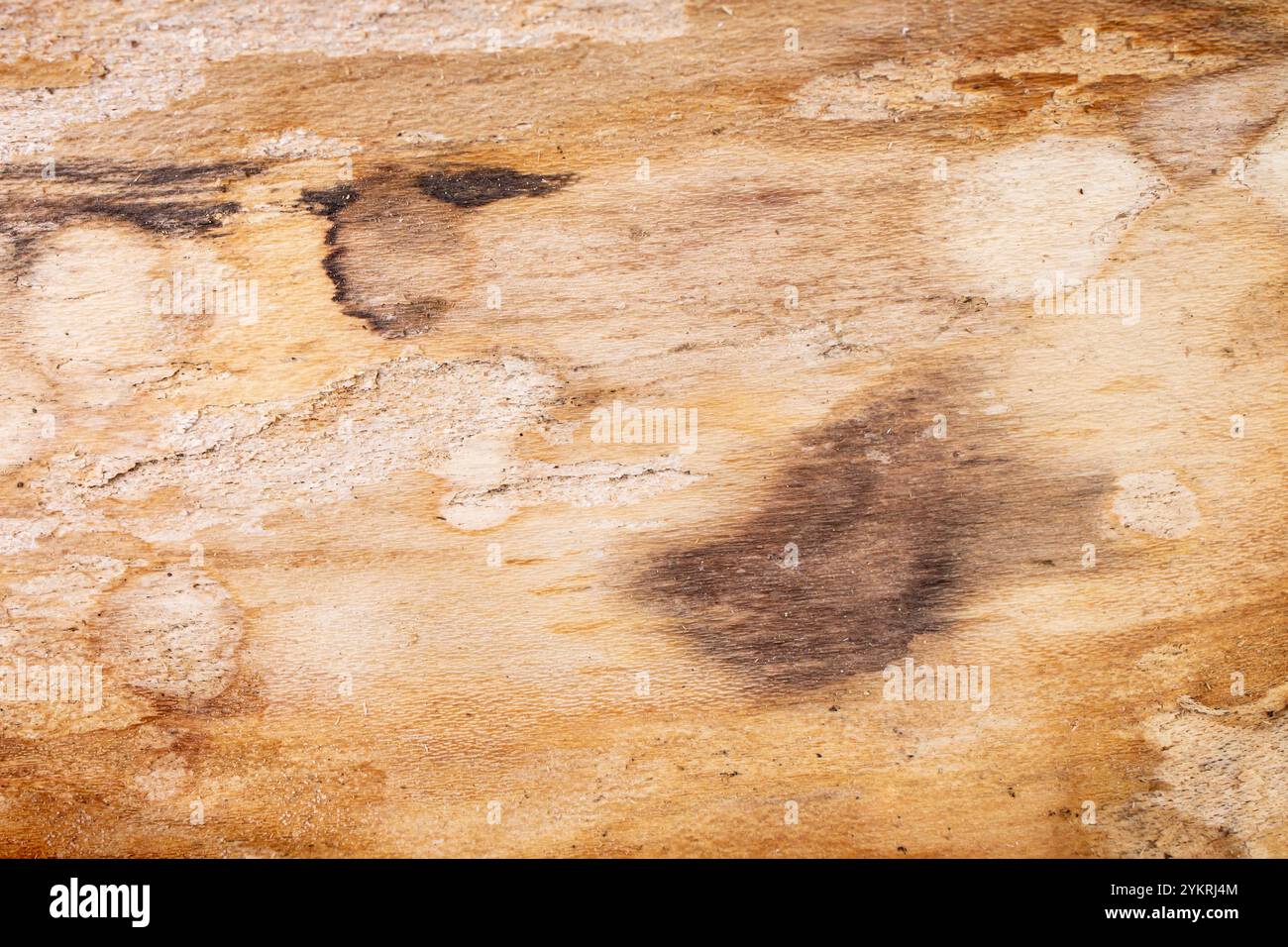 Vue intérieure de l'écorce de bois franc, texture de gros plan douce Banque D'Images