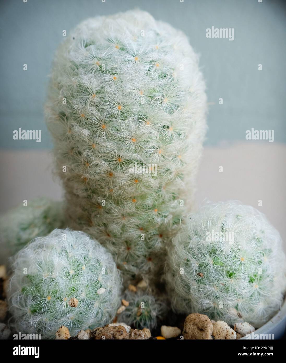 Gros plan de Mammillaria plumosa ou de Cactus à plumes. Banque D'Images