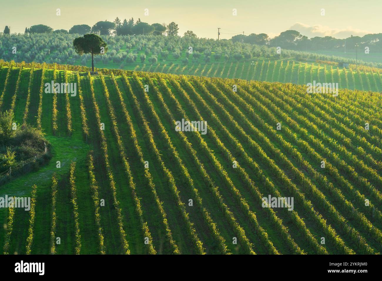 Chianti vignoble paysage et un pin en automne. Strada à Chainti, Province de Florence, région Toscane, Italie, Europe. Banque D'Images
