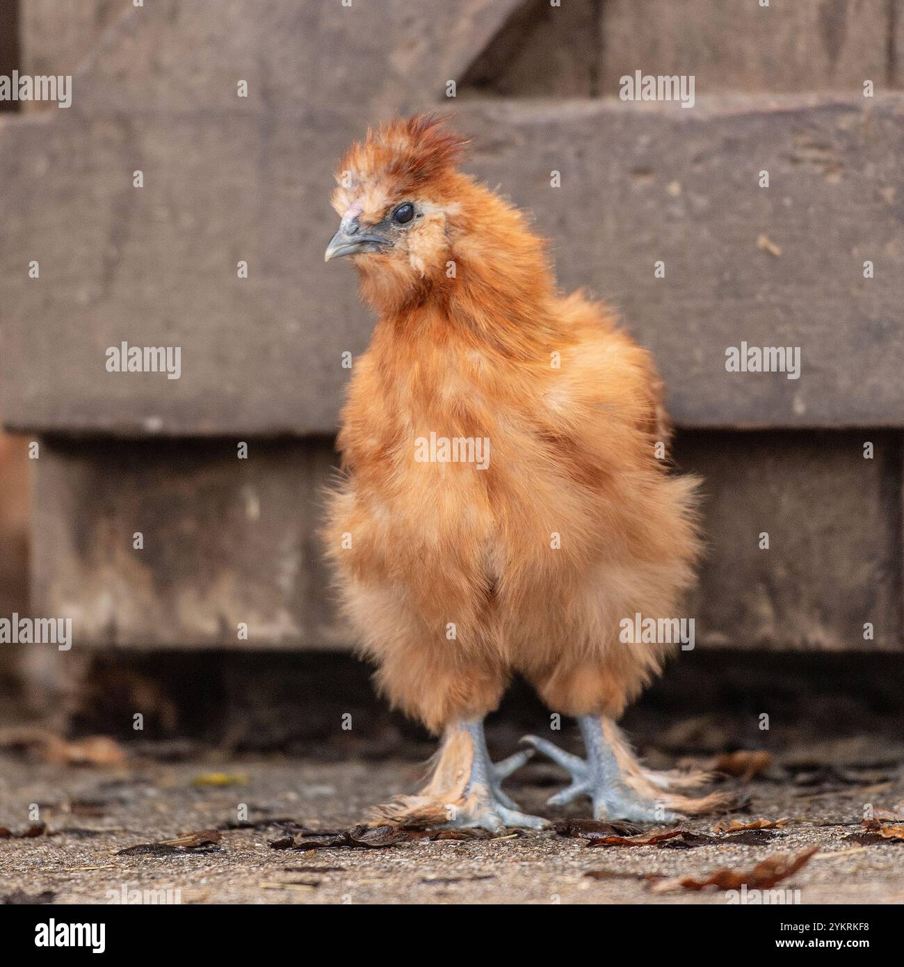 poulet rouge silkiie devant une porte de grange Banque D'Images