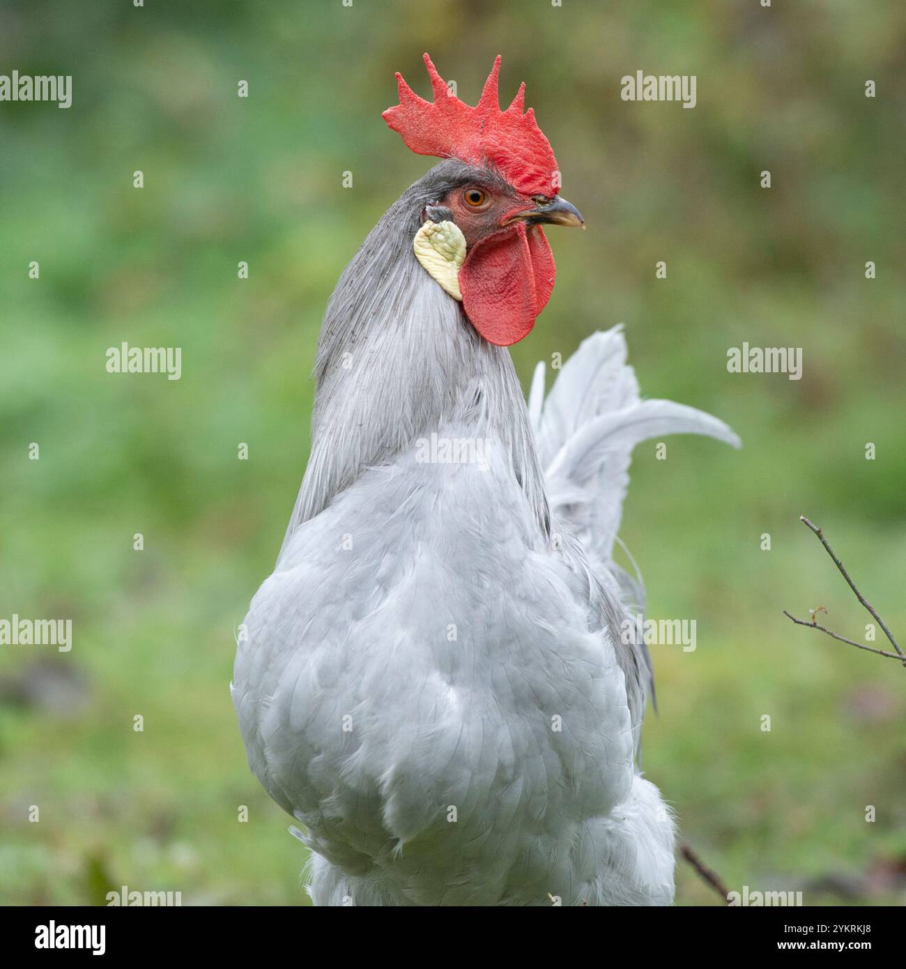 coq à leghorn lavande Banque D'Images