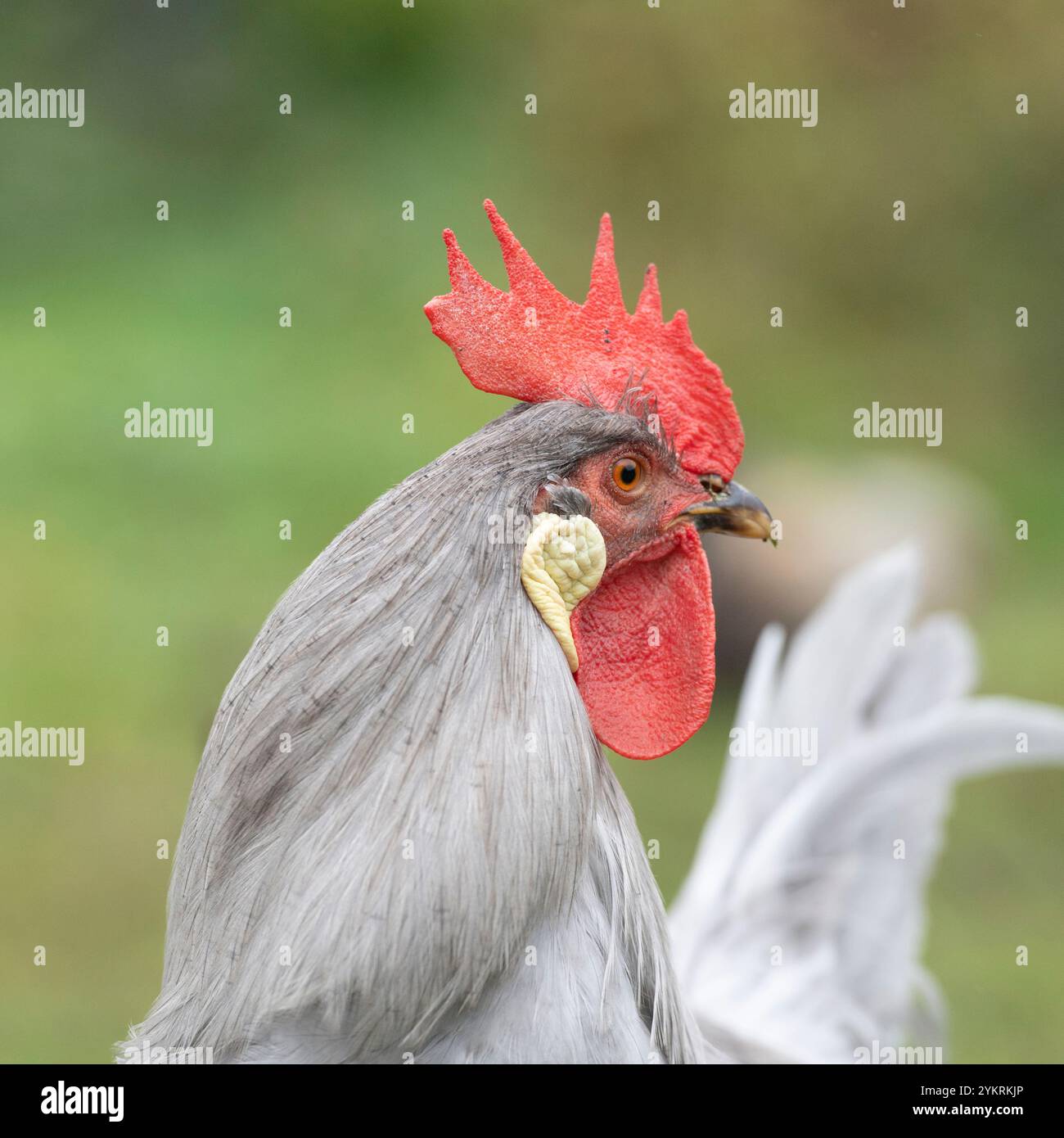 coq à leghorn lavande Banque D'Images