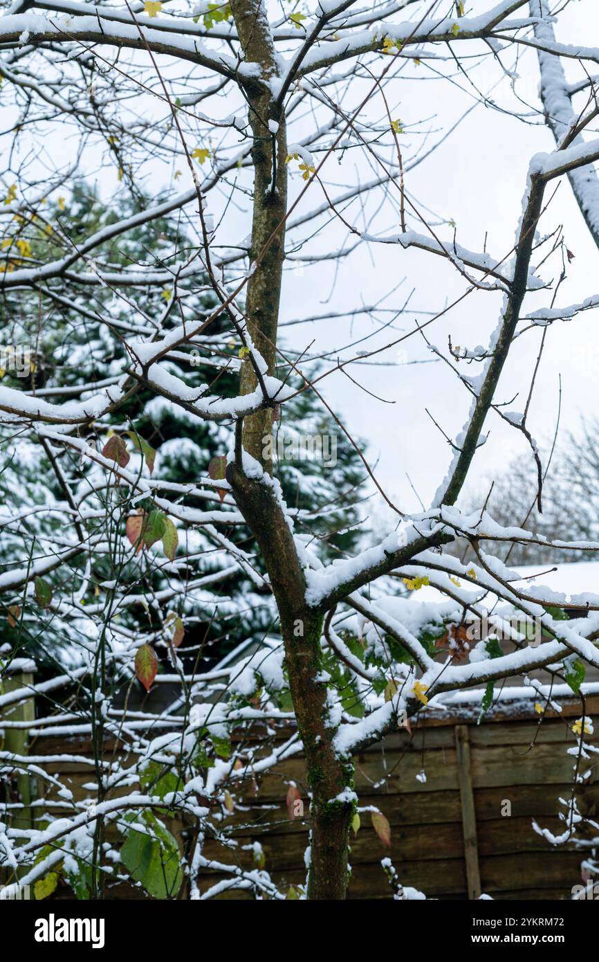 Couvert de neige des branches Banque D'Images