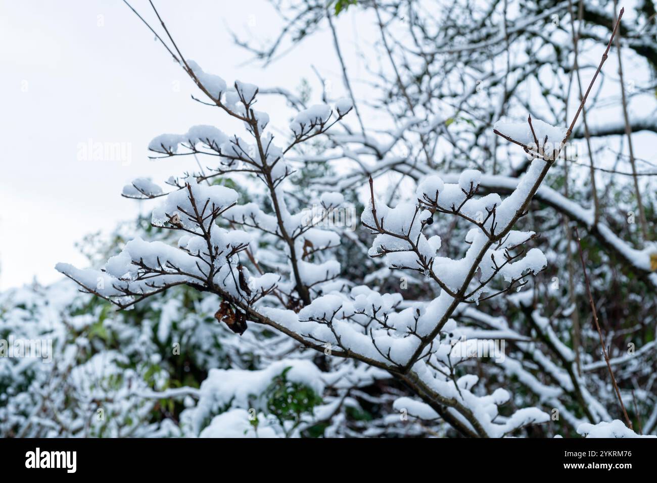 Couvert de neige des branches Banque D'Images