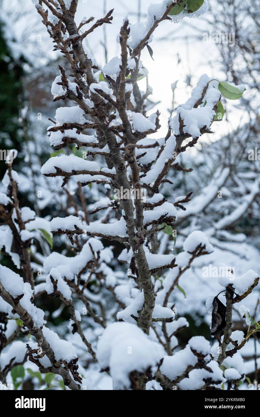 Branches couvertes de neige d'un poire Banque D'Images