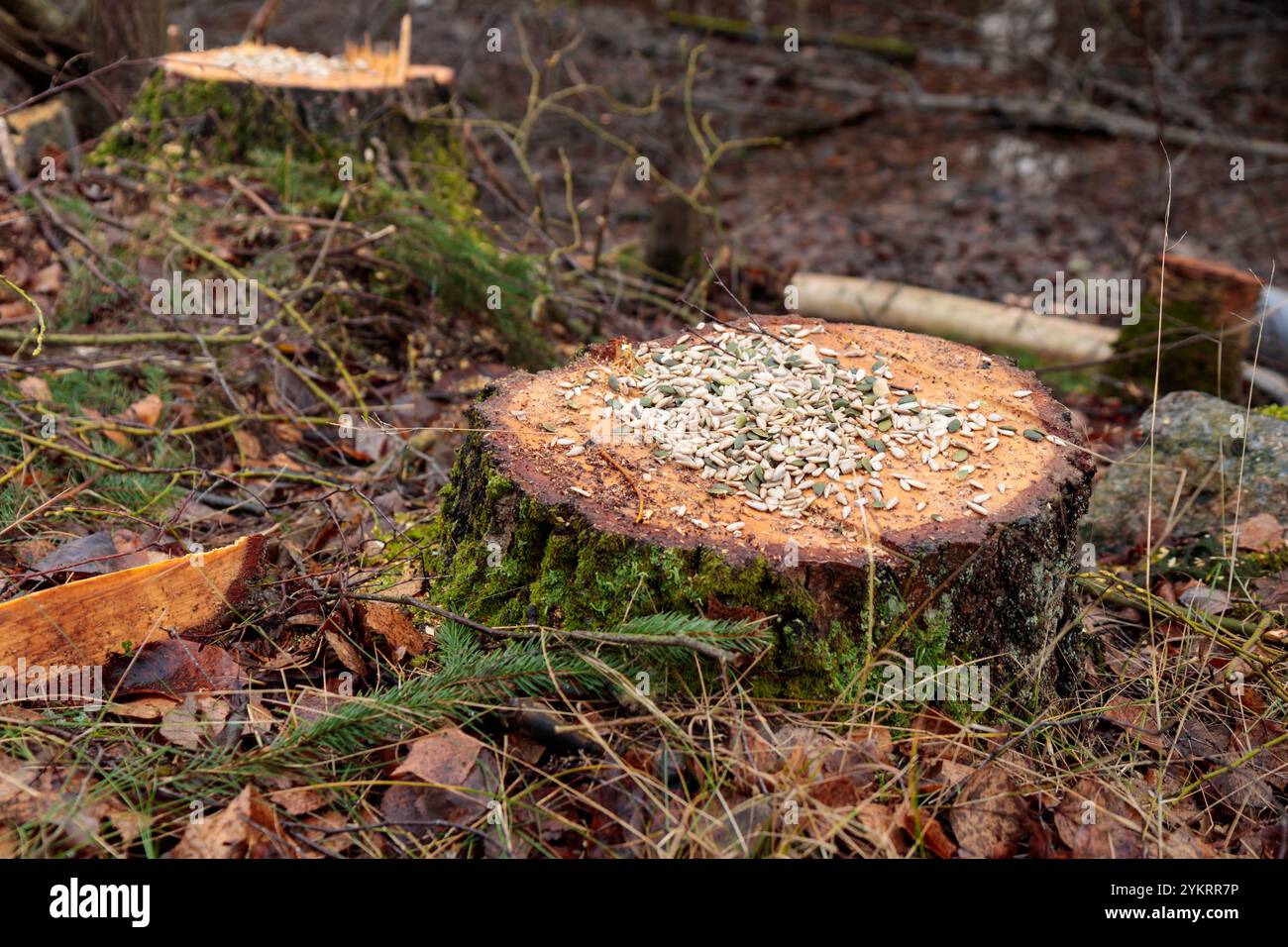 Concept de déforestation. Souche de bouleau dans la forêt de l'arbre fraîchement haché après avoir coupé la forêt comme mangeoire d'oiseaux avec des graines. Dommages écologiques et def Banque D'Images