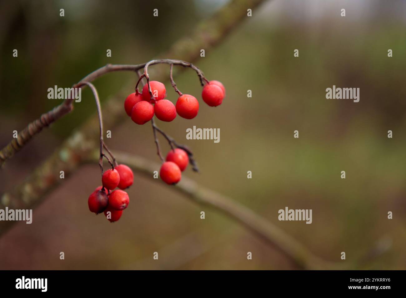 Les grappes rouges de l'arbre rowan. Rowanberry. Baies en gros plan. Récolte d'automne pour les oiseaux Banque D'Images