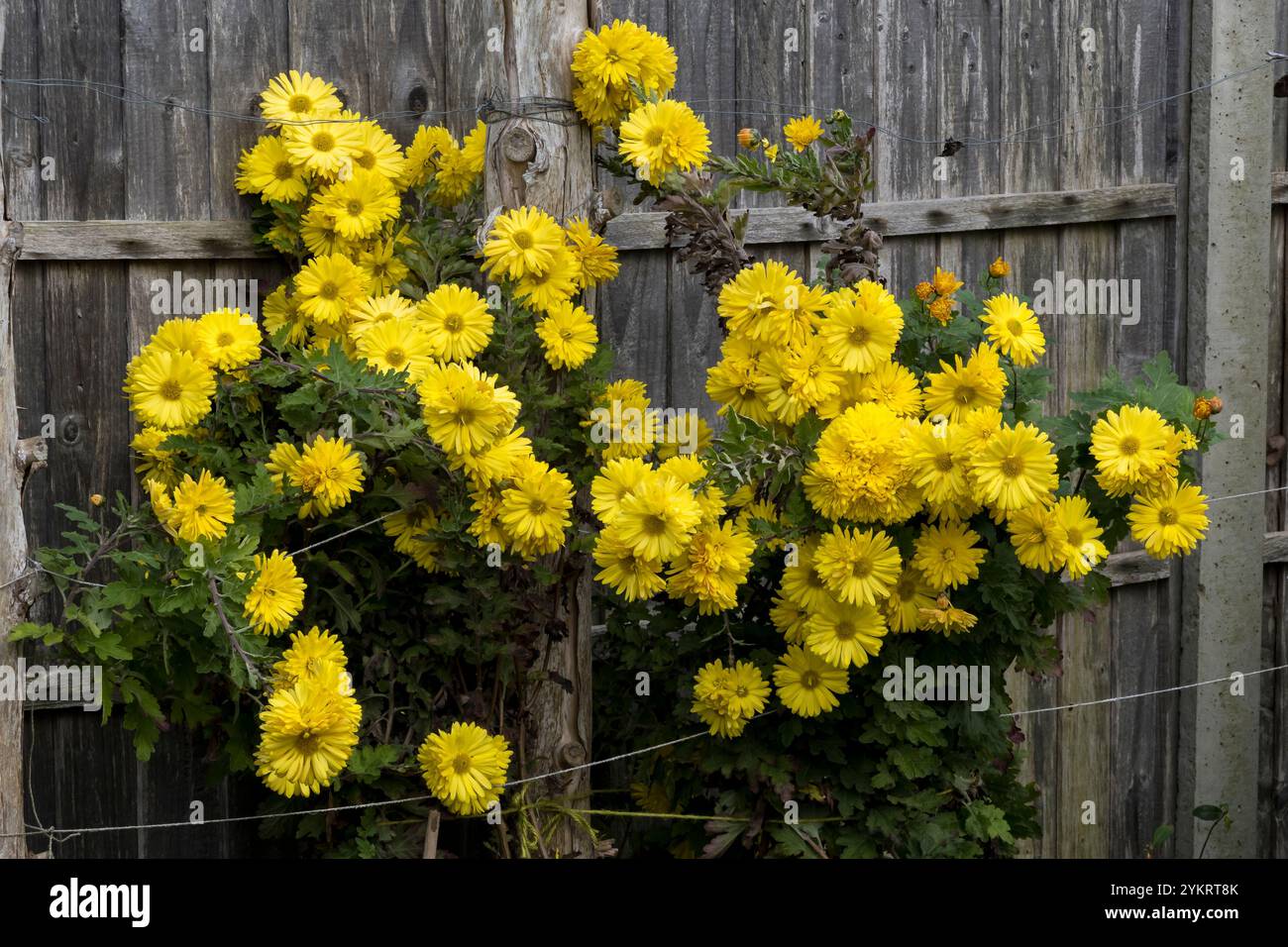 Chrysanthème des fleuristes Banque D'Images