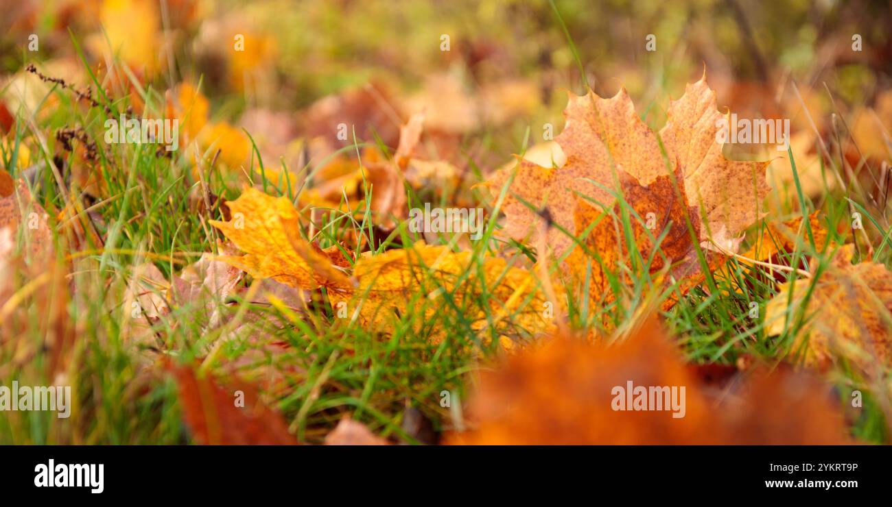 Feuille d'automne sur un gros plan d'herbe, mise au point sélective. Feuilles d'automne tombées sur l'herbe, feuille d'érable jaune. Feuilles jaunes tombées sur le sol. Naturel au Banque D'Images