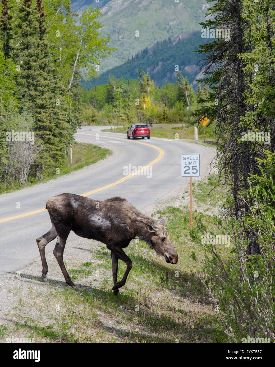 Profil latéral d'un grand orignal adulte pris dans le parc national Denali, nord de l'Alaska en été avec de l'herbe verte, fond naturel. Banque D'Images