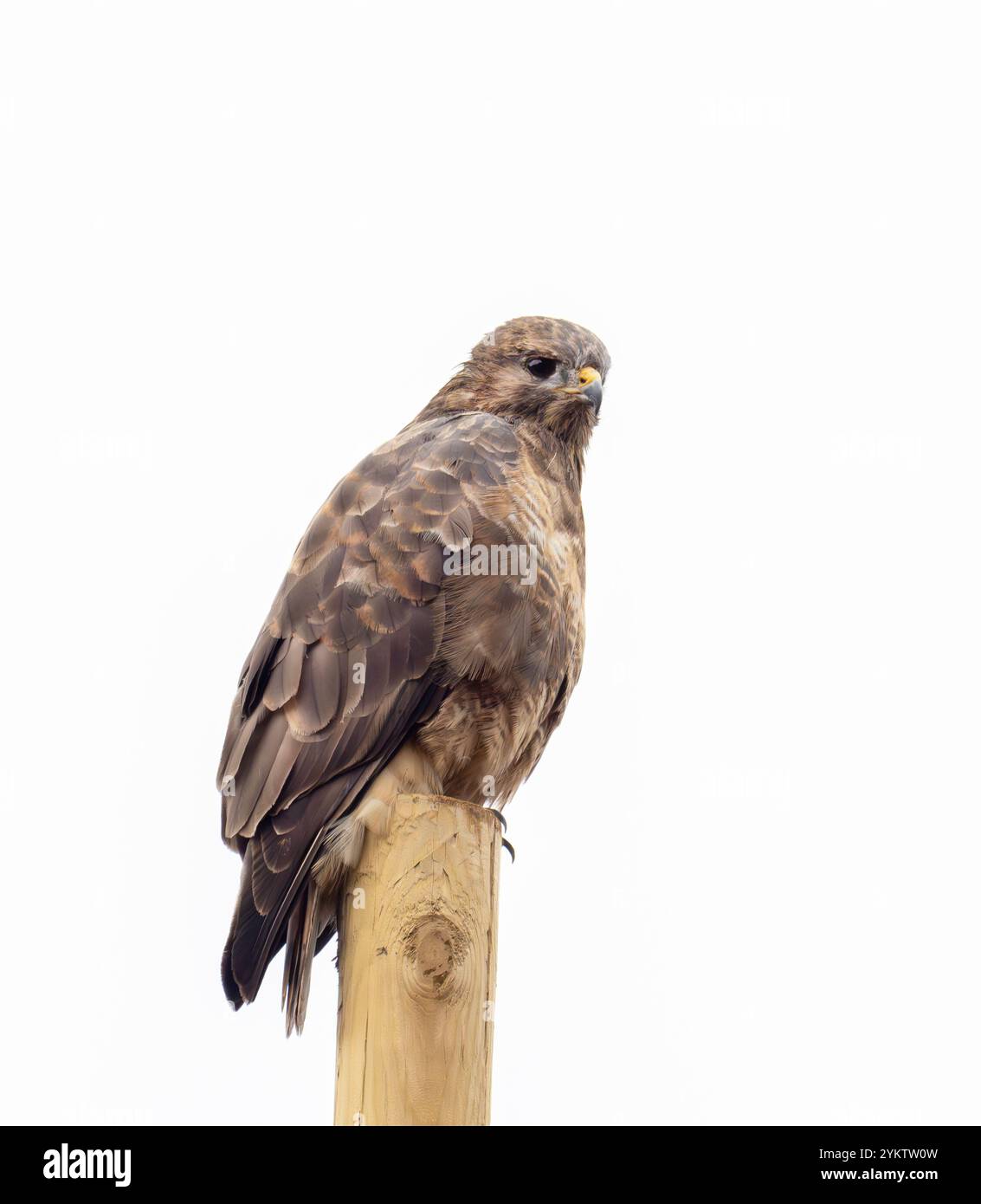 Un Buzzard eurasien, Buteo buteo sur Ardnamurchan, Écosse, Royaume-Uni. Banque D'Images