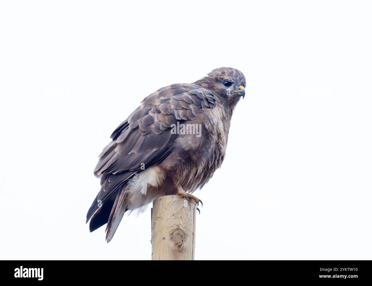 Un Buzzard eurasien, Buteo buteo sur Ardnamurchan, Écosse, Royaume-Uni. Banque D'Images