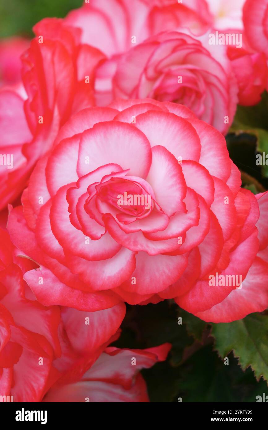 fleurs de bégonia roses et blanches Banque D'Images