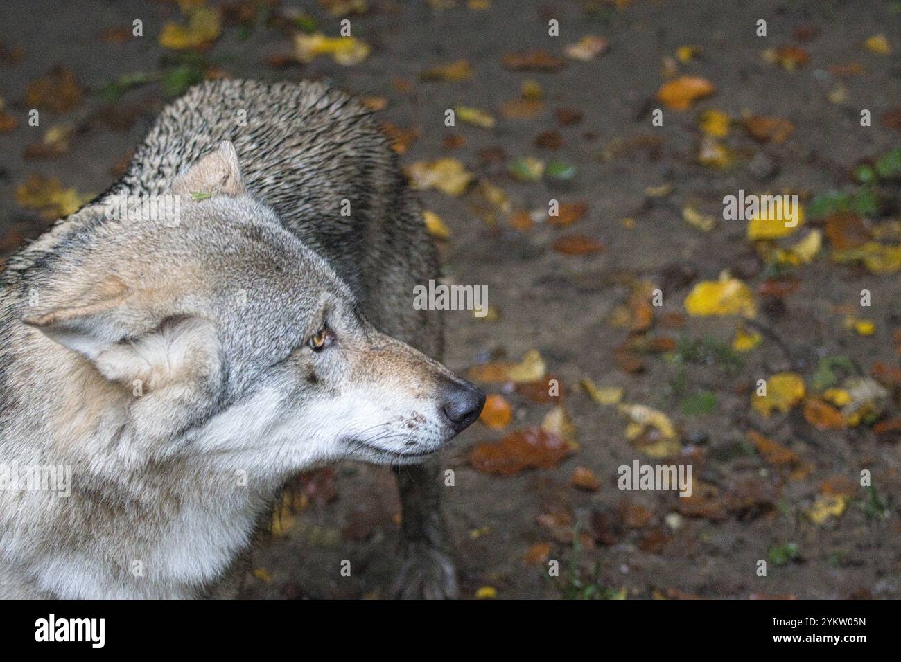 Loup européen dans un environnement naturel - portrait d'un animal individuel Banque D'Images