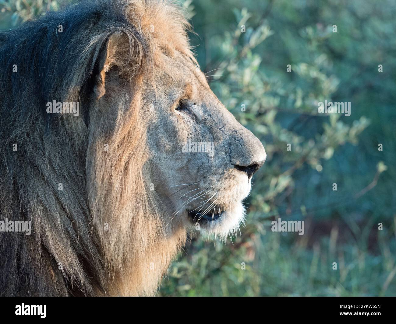 Male Lion of Madikwe Game Reserve. Banque D'Images