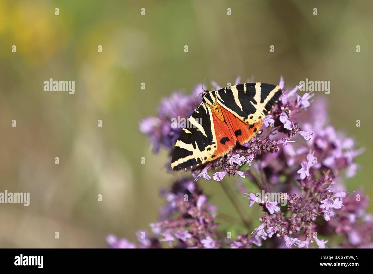 Tigre de Jersey ou drapeau espagnol (Euplagia quadripunctaria), sucer le nectar sur l'agrimonie de chanvre (Eupatorium cannabinum, dans un vignoble, gros plan, Moselle vall Banque D'Images