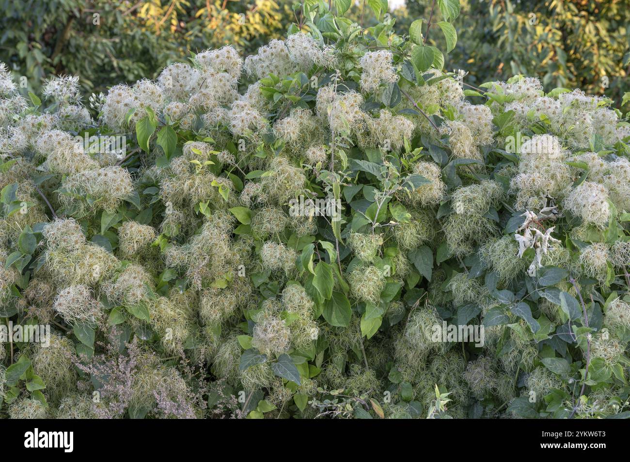 Tête de semence Clematis, Bavière, Allemagne, Europe Banque D'Images