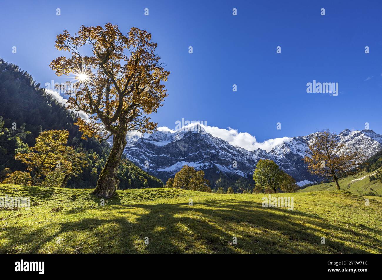 Érable devant des montagnes enneigées, rayons de soleil, contre-jour, couleurs d'automne, ensoleillé, Engalm, Grosser Ahornboden, montagnes Karwendel, Tyrol, Aus Banque D'Images