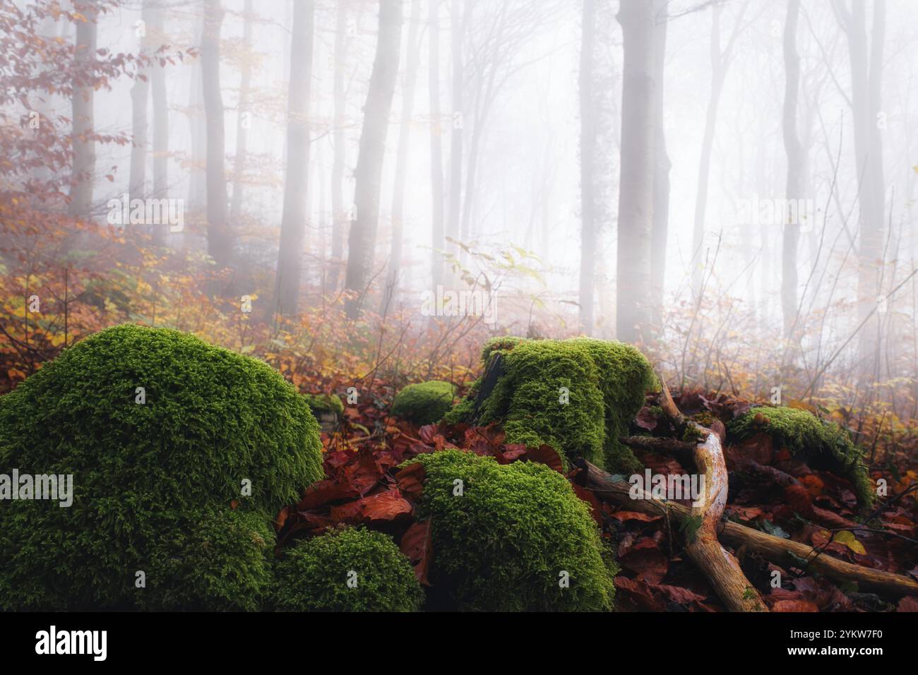 Jour d'automne brumeux dans une forêt de hêtres (Fagus sylvatica), au premier plan souches d'arbres couvertes de mousse et feuilles d'automne, Canton Argovie, Suisse, Europe Banque D'Images