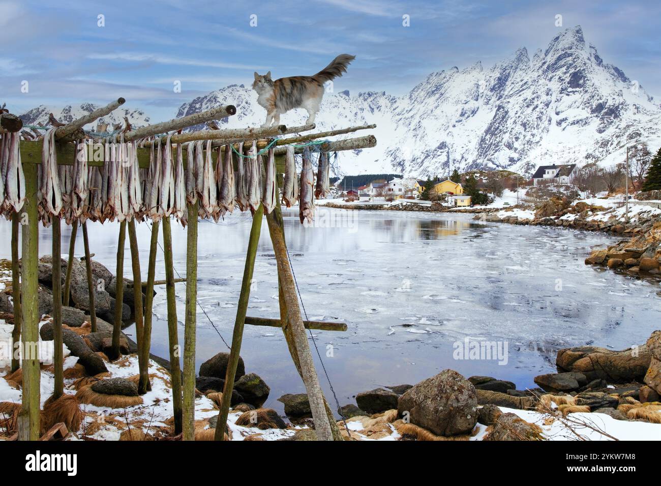 Chat de la forêt norvégienne sur le séchoir à morue Lofoten Norvège Banque D'Images