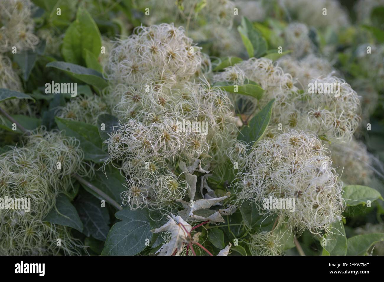 Tête de semence Clematis, Bavière, Allemagne, Europe Banque D'Images