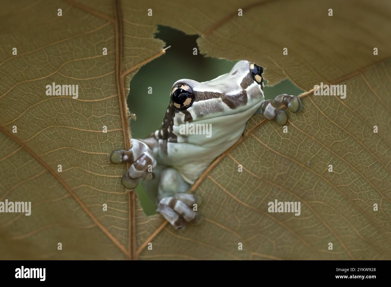 La grenouille de lait piquant d'un trou dans une feuille séchée Banque D'Images