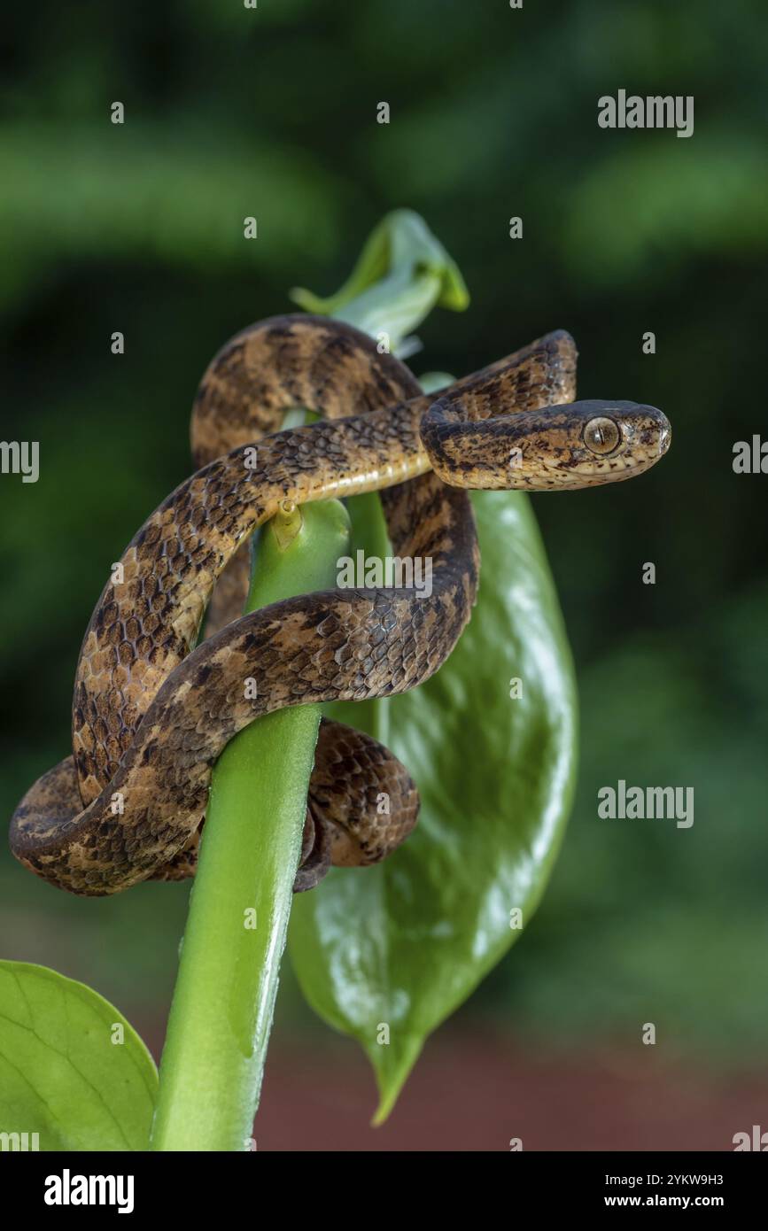 Slug mangeant serpent avec sa proie Banque D'Images