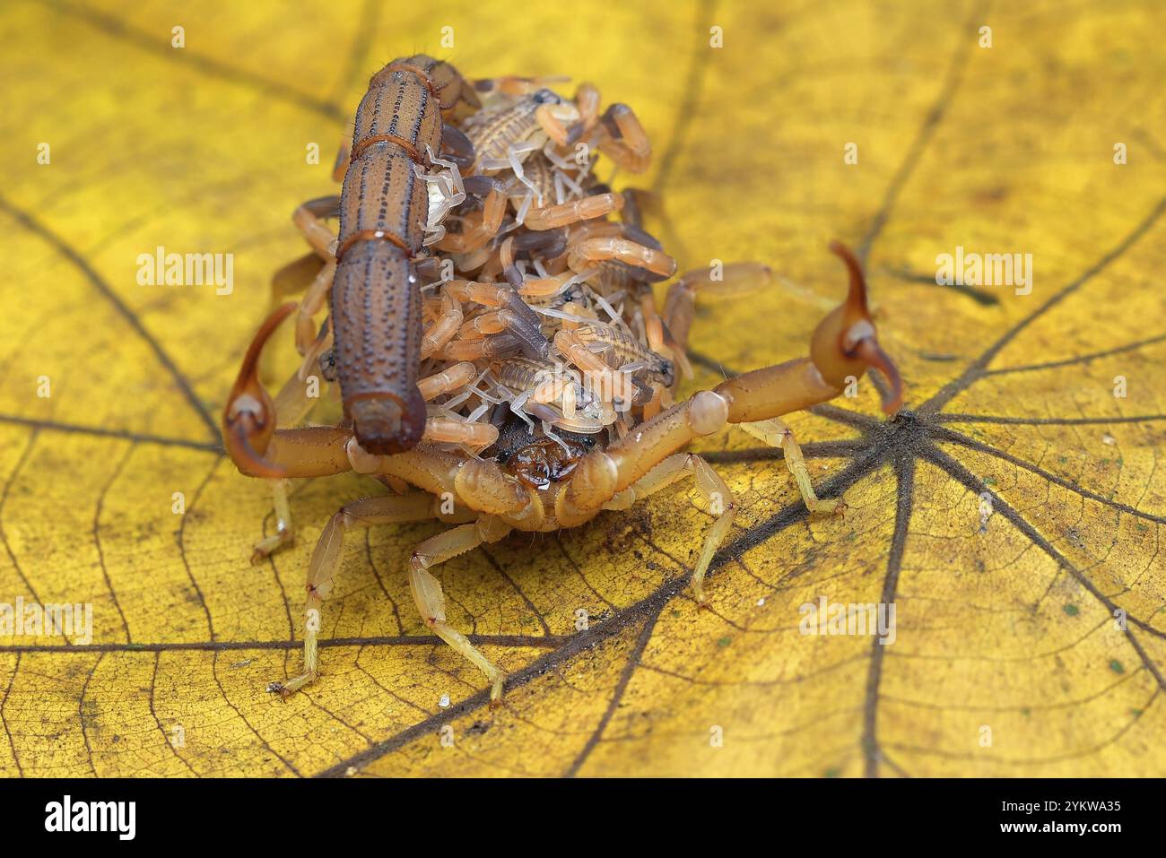 Le scorpion apporte des bébés sur son dos Banque D'Images