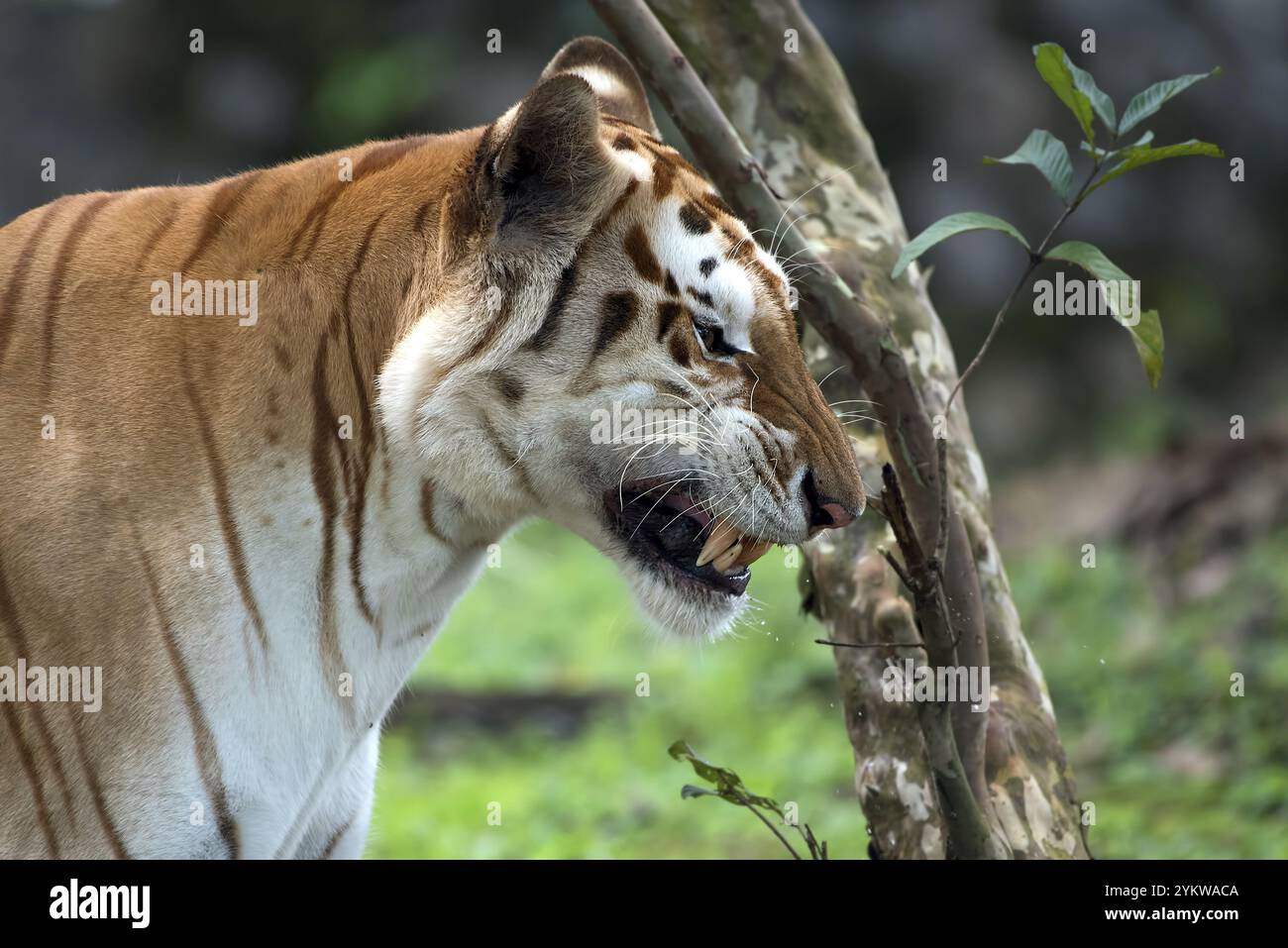 Rare tigre doré dans leur environnement Banque D'Images