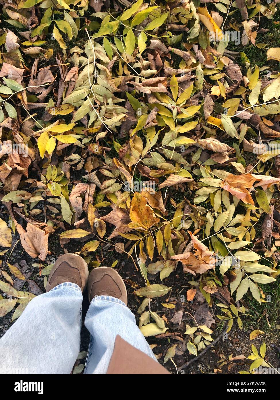 feuilles d'automne jaunes et brunes d'un point de vue personnel Banque D'Images