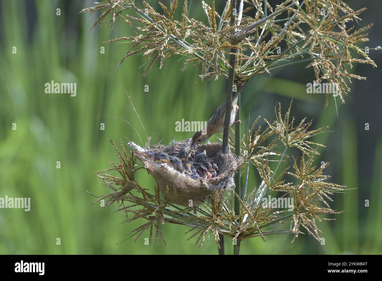 Streaked Fantail Warbler nourrit leurs poussins Banque D'Images