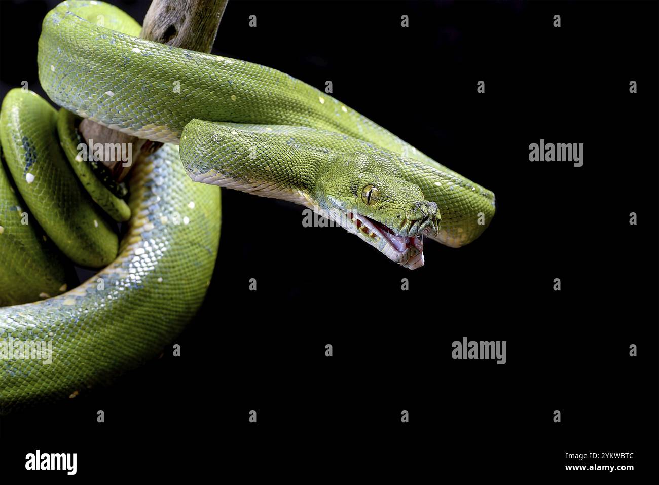 Arbre vert phyton sur fond noir Banque D'Images