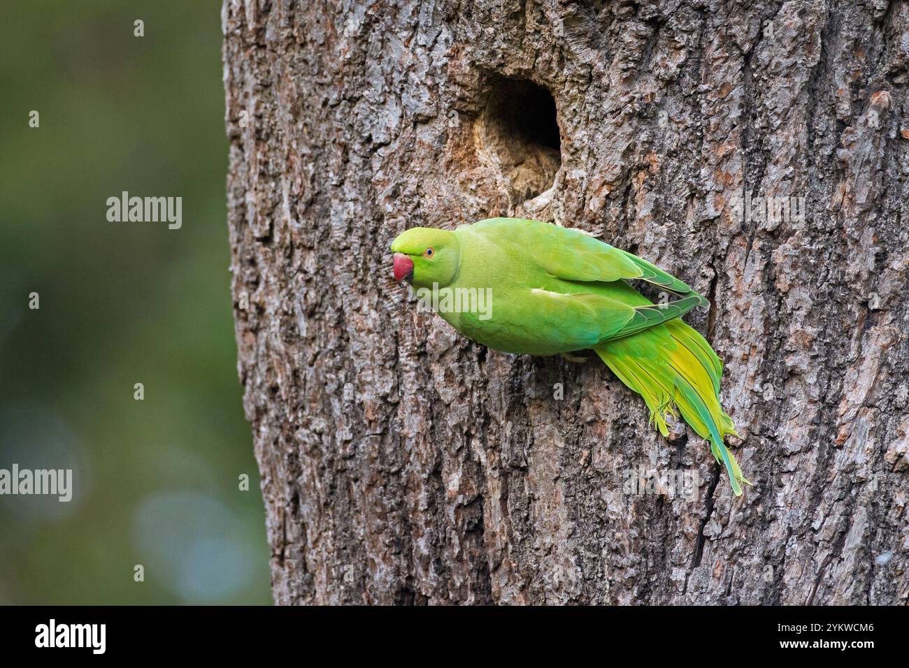 Perruche à anneaux de rose / perruche à col rond / perroquet à col rond / perroquet Kramer (Psittacula krameri) femelle à l'entrée du nid dans l'arbre Banque D'Images