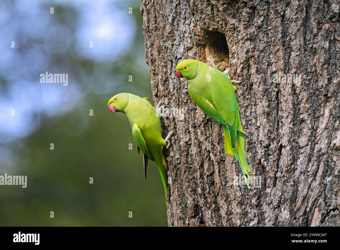 Deux perruches annelées de rose / perruche à col rond / perroquets à col ras de cou / perroquet Kramer (Psittacula krameri) à l'entrée du nid dans l'arbre Banque D'Images