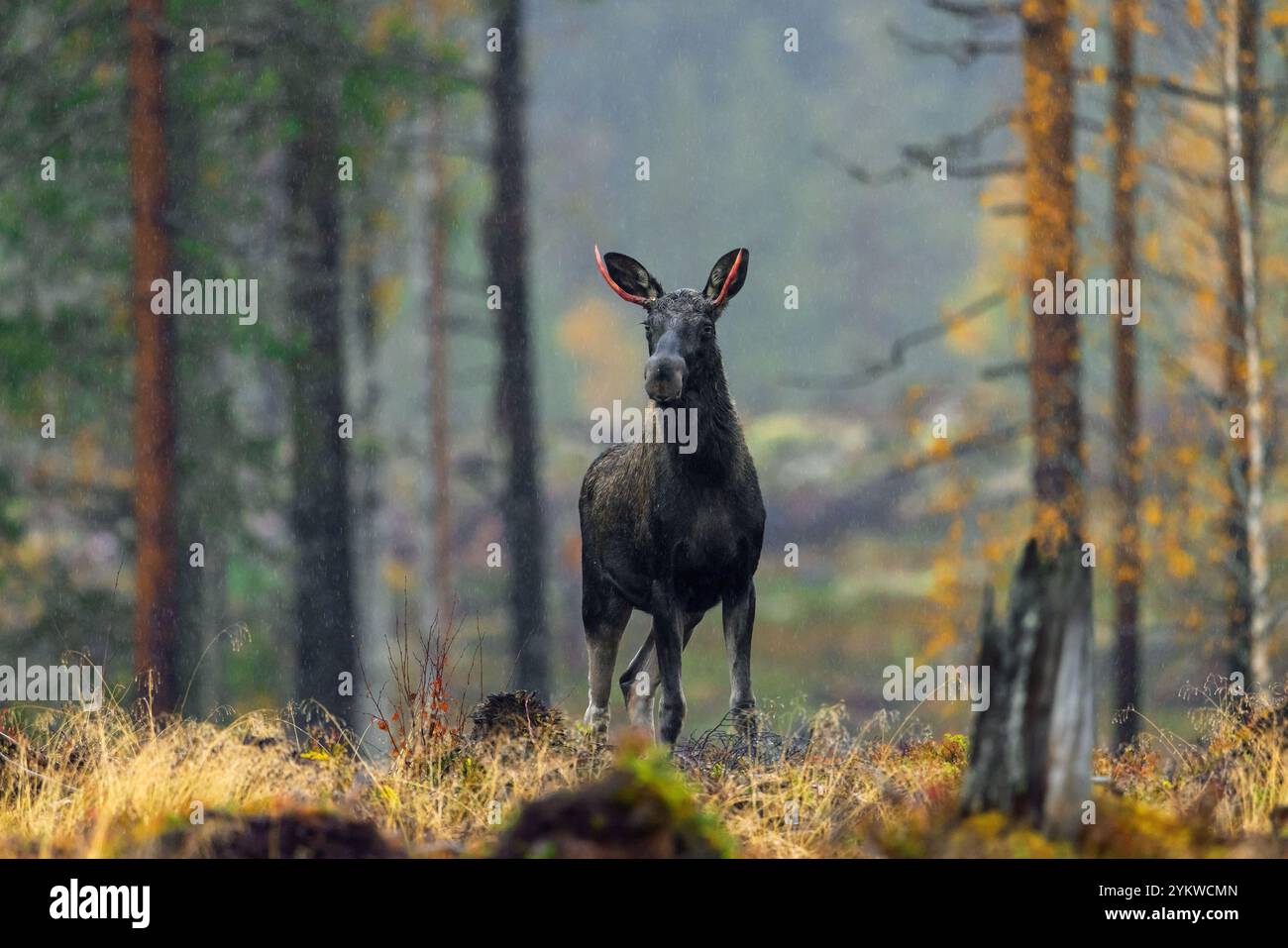 Orignal / élan (Alces alces) jeune taureau / mâle sous la pluie avec de petits bois rouges sang après avoir versé du velours dans la forêt d'automne, Suède Scandinavie Banque D'Images