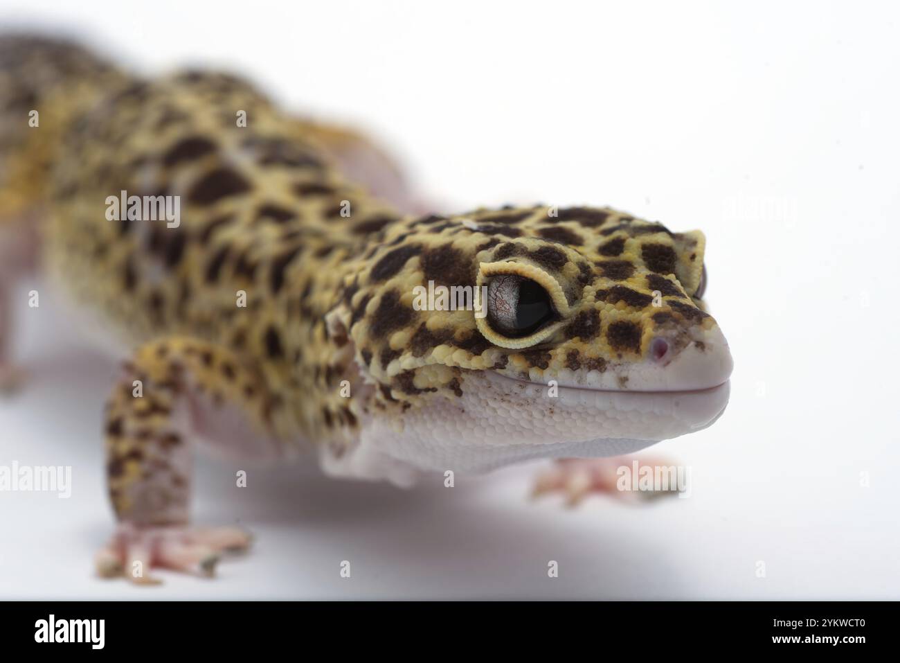 Léopard gecko sur fond blanc Banque D'Images