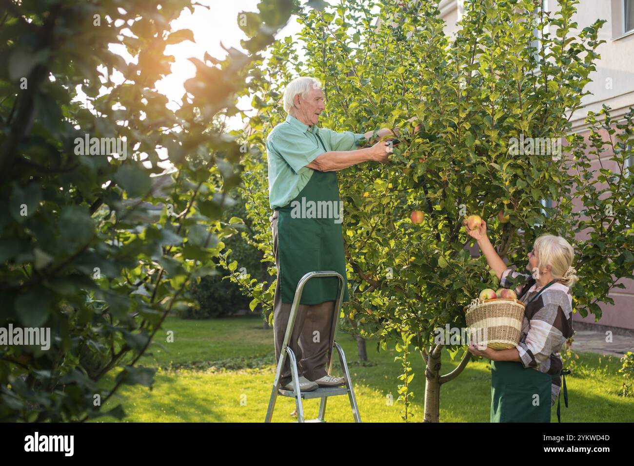 Jardiniers seniors cueillant des pommes. Homme debout sur escabeau. Travaillez dans le jardin Banque D'Images