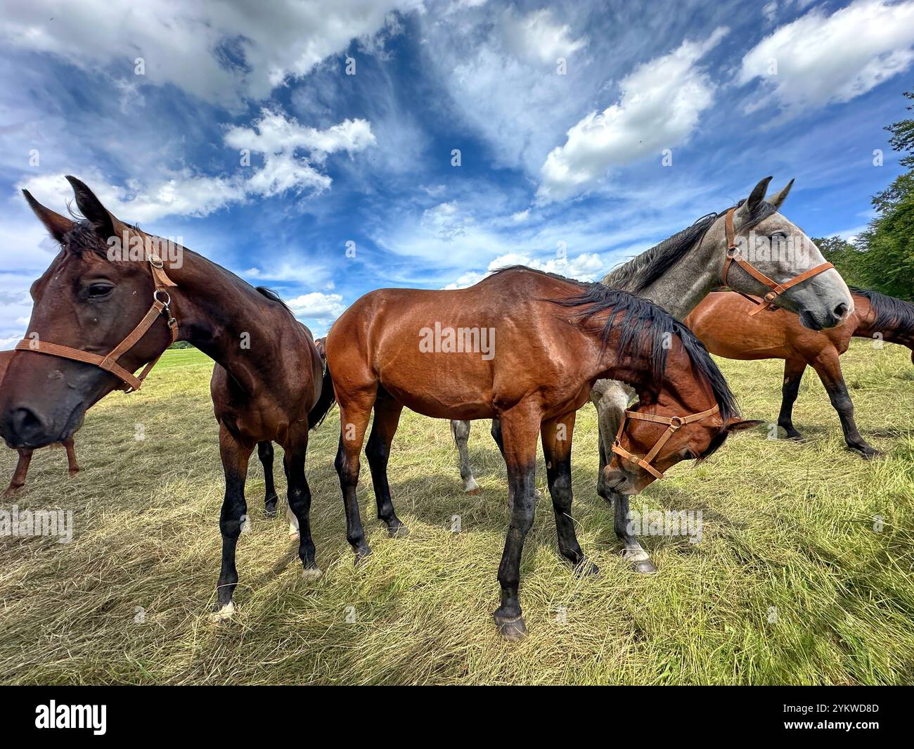 Groupe de chevaux curieux dans un haras sur l'alb souabe dans le Bade-Wüerttemberg, Allemagne Banque D'Images