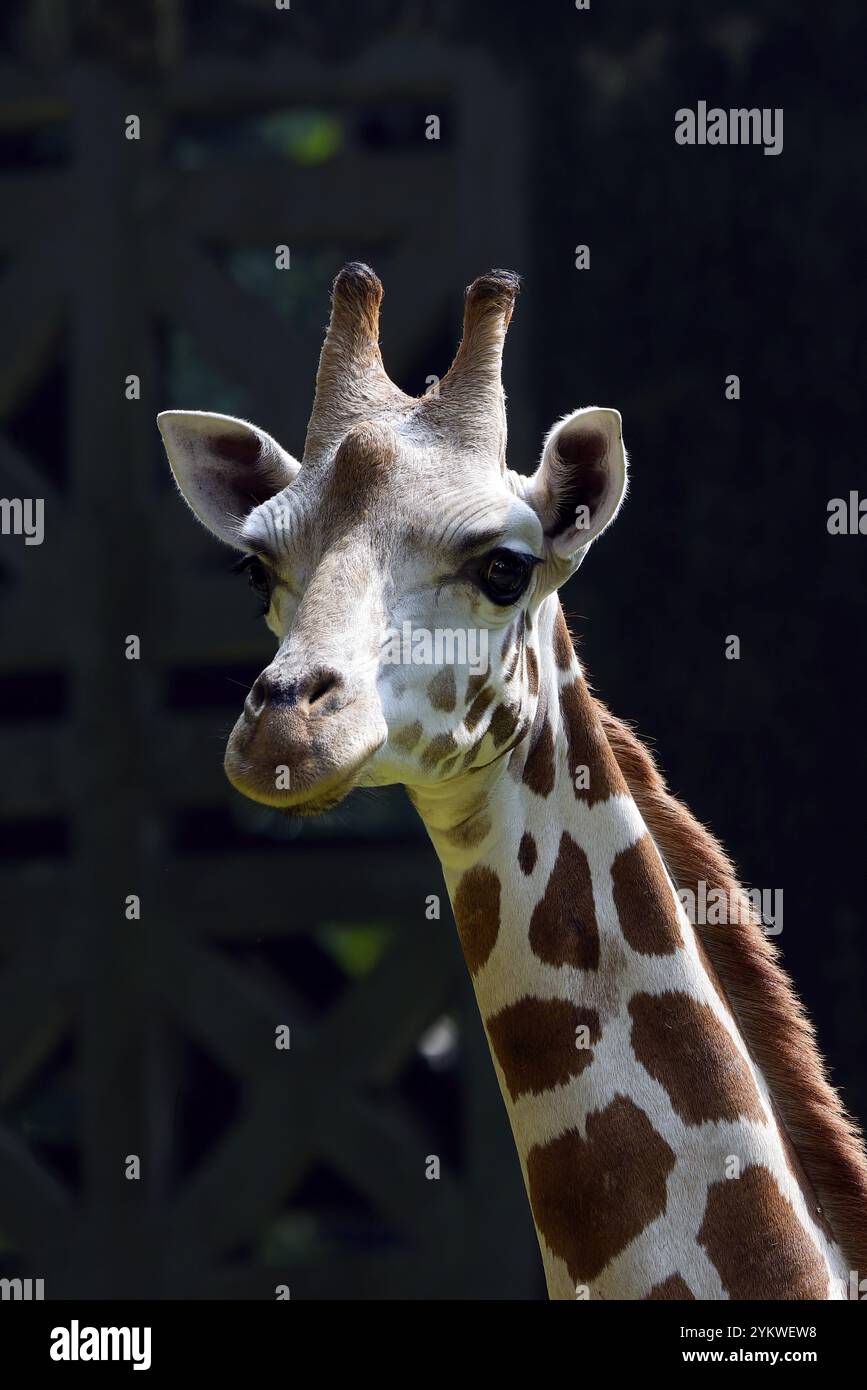 Portrait d'une girafe dans leur cage Banque D'Images