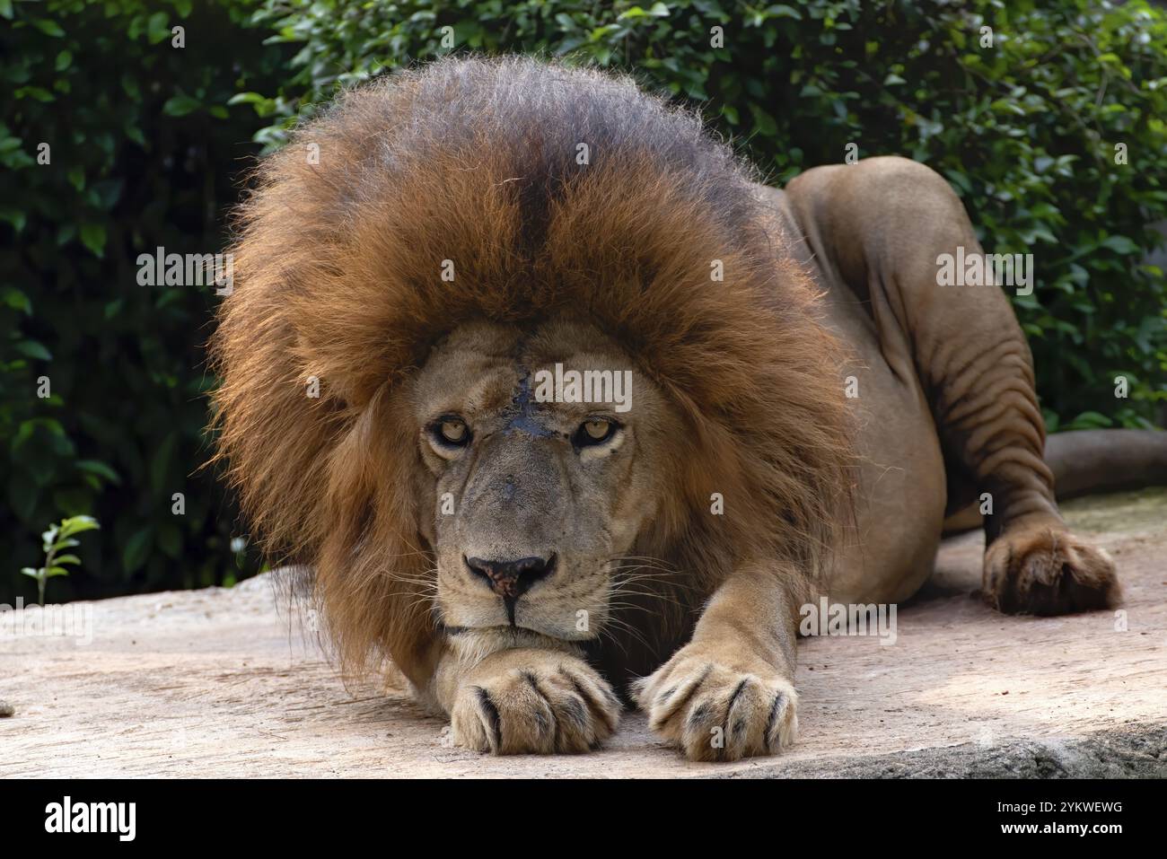 Gros plan photo d'un lion africain Banque D'Images