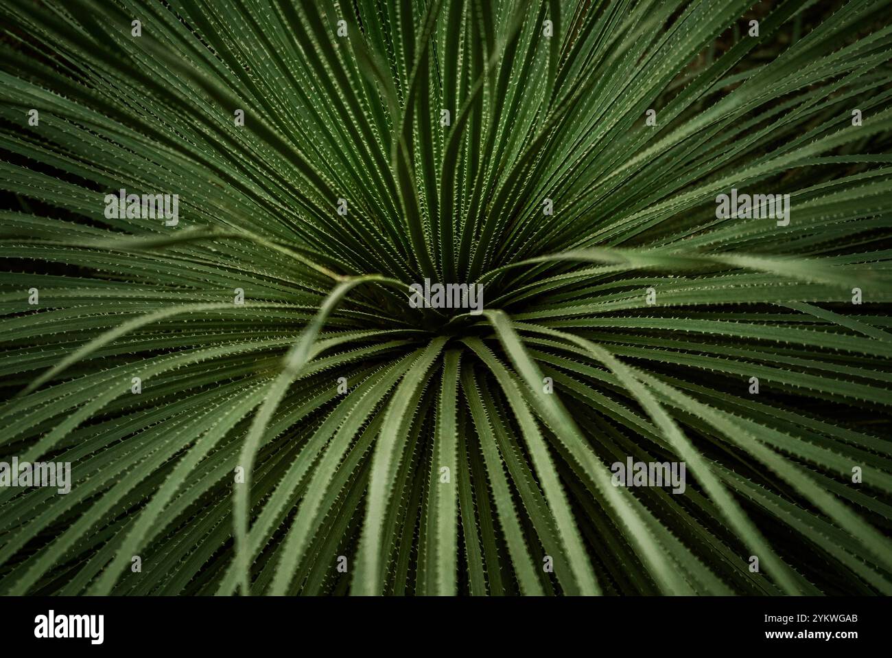 Cactus Banque D'Images
