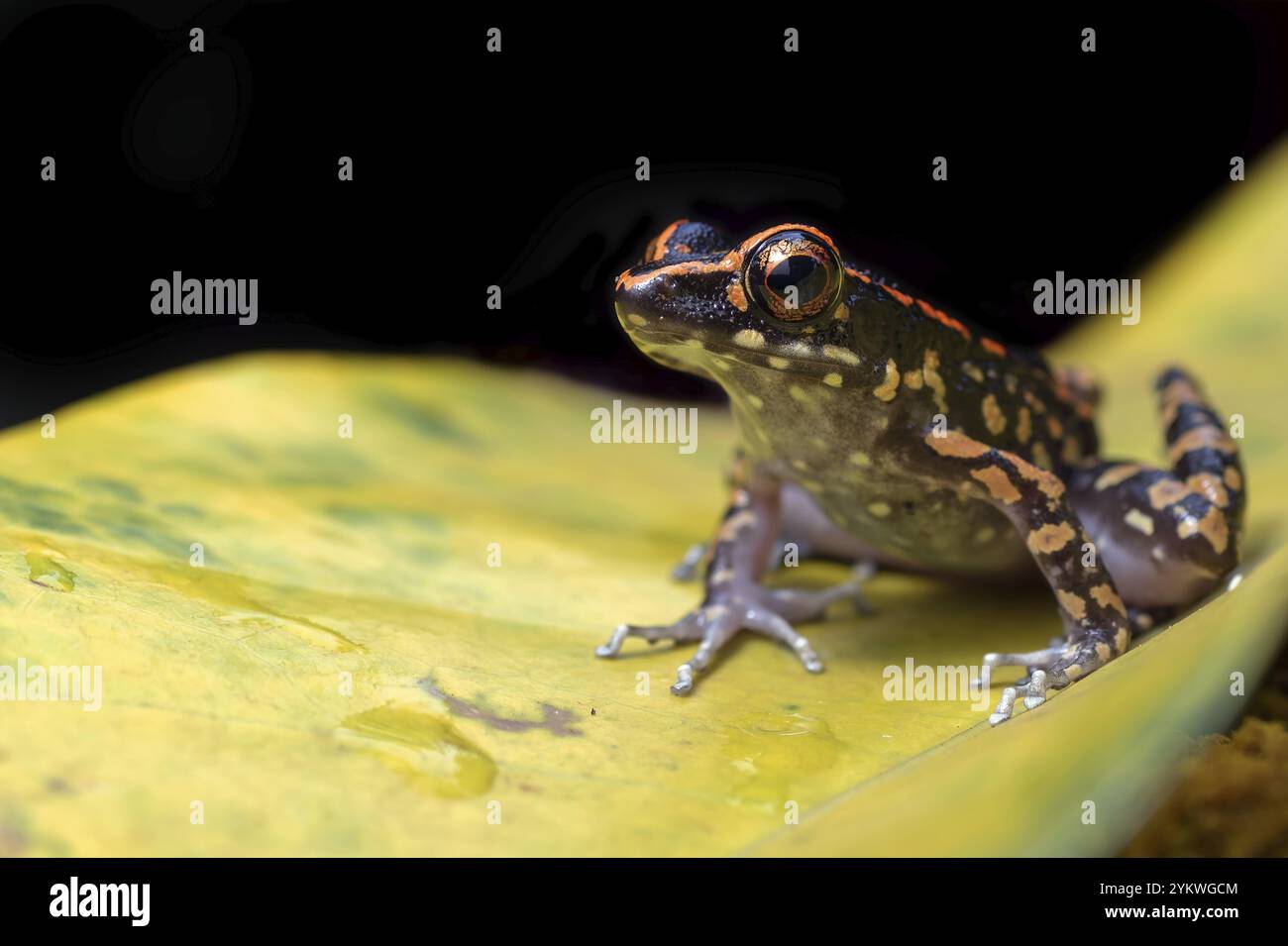 La grenouille à pois perchée sur une fleur Banque D'Images
