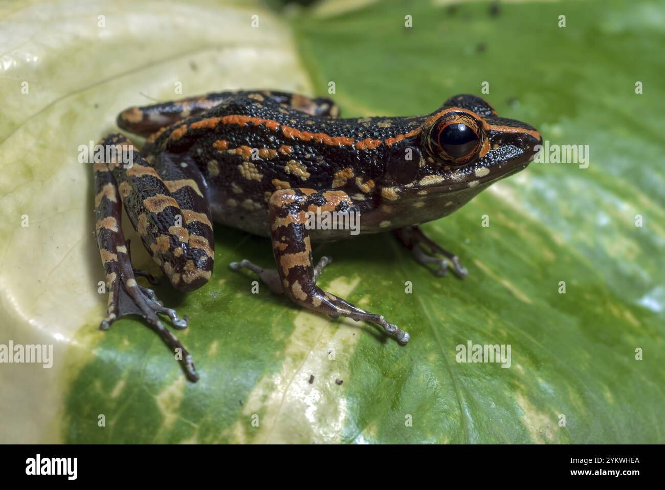 La grenouille à pois perchée sur une fleur Banque D'Images