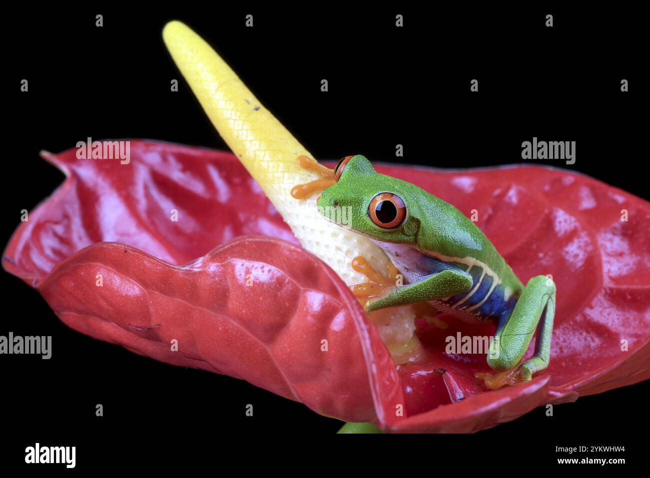 Gros plan photo d'une grenouille arboricole aux yeux rouges Banque D'Images