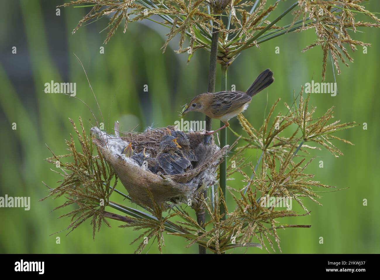 Streaked Fantail Warbler nourrit leurs poussins Banque D'Images